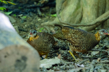 Green-Legged Partridge in nature