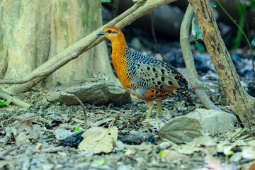 The Ferruginous Partridge in nature