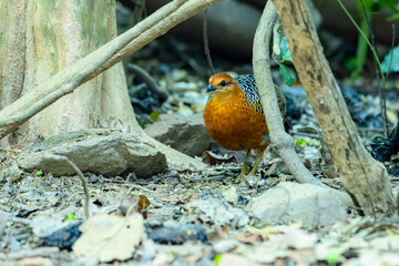 The Ferruginous Partridge in nature