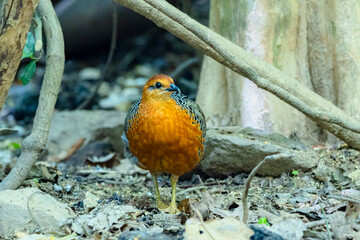 The Ferruginous Partridge in nature