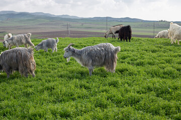 Obraz premium grey and white goats herd grazing on green grass meadow, farm spring background, cloudy sky 