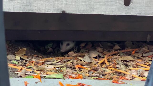 Handheld long lens close-up shot of a shy juvenile opossum hiding under a patio in Santa Barbara, California. 4K