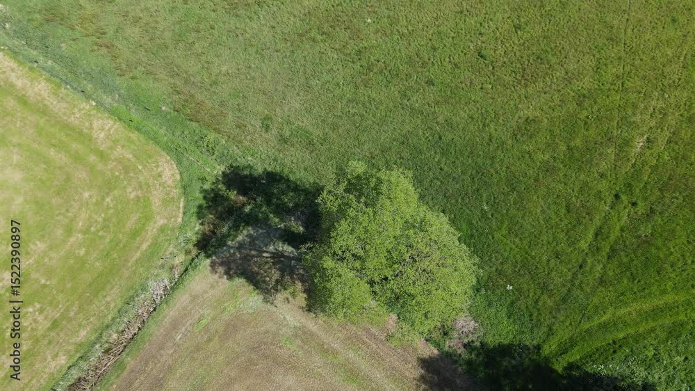 Poster drone shot of farming fields and tree.