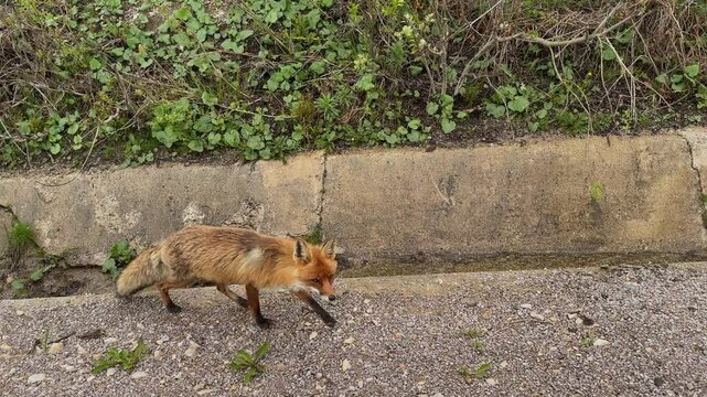 Wild red fox walking along a road in Romania, waiting to be fed