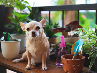 brown short hair Chihuahua dog sitting on wooden table  with houseplants in plant pots  and gardening tools, looking at camera.