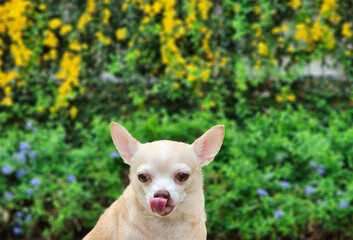  brown short hair  Chihuahua dog sitting  in the garden with yellow  flowers blackground, licking his lips.
