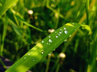Green grass with dew drops in the morning. Natural background.