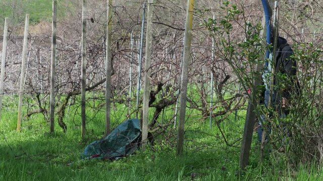 Unrecognizable woman farmer working among grapevines, pruning branches in vineyard with early growth, green grass below, bare vines and support poles in view, real time, agricultural task, static shot