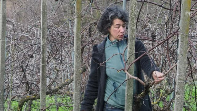 woman farmer prunes dormant grapevines in a grassy vineyard during early growing season, with wooden poles and sparse foliage around