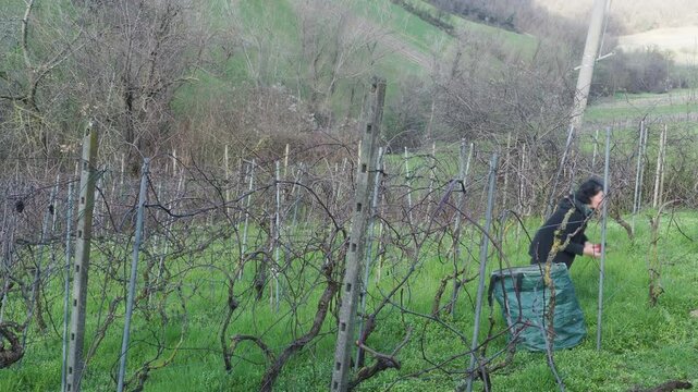 Adult caucasian fit woman farmer working among grapevines, pruning branches in vineyard with early growth, green grass below, bare vines and support poles in view, agricultural task, static slow shot