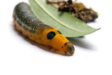 Beautiful Caterpillar of Oleander Hawk moth or Daphnis nerii Butterfly with green Oleander leaf on...