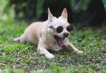 brown chihuahua dog wearing sunglasses lying down on  green grass in the garden, yawning with his mouth opened.