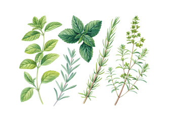 Botanical watercolor illustration of herbs with soft textures and natural colors on a white background ideal for culinary designs, organic themes, and herbal artwork projects.