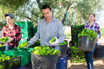 Three farmers sorting and stacking just harvested green pepper.