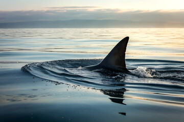 Naklejka premium Jumping dolphins in the blue Pacific ocean, a majestic marine mammal of nature's wildlife ai generated
