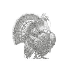 Turkey Dotwork Illustration – Stippling Bird Drawing for Thanksgiving and Farm Decor