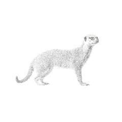 Stippling Vector Illustration of a Standing Meerkat in Dotwork Style