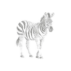 Dotwork Vector Illustration of a Standing Zebra in Stippling Style