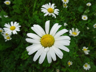 Fototapeta premium daisies in the grass
