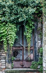 Overgrown Abandoned Door with Ivy and Chains