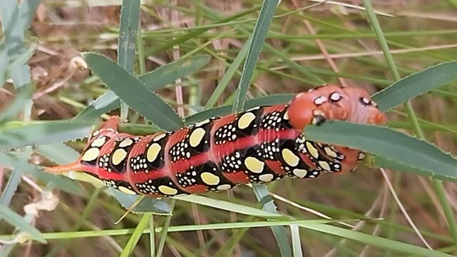 Chenilles du Sphinx de l'Euphorbe dans la nature au printemps
