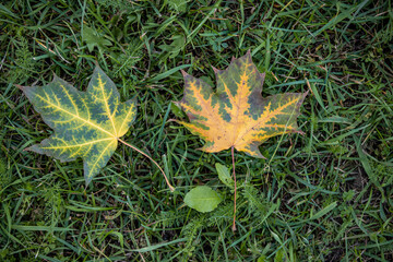 Autumn leaves on the green grass