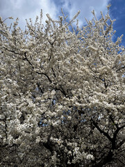 Vibrant cherry blossom tree in full bloom against clear blue sky