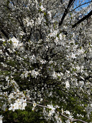 Spring bloom: abundant white cherry blossoms on tree branches against blue sky