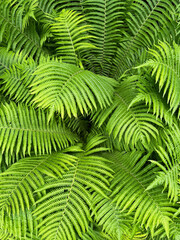 Vibrant green fern fronds creating a lush natural pattern