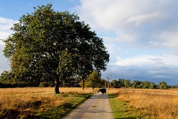 Wild highlander cow in National Park Deelerwoud in the East of the Netherlands