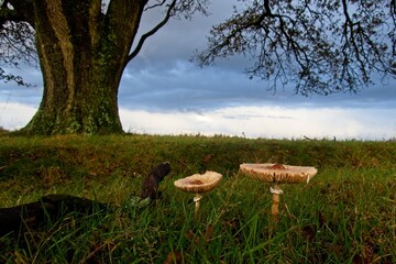 Large mushrooms in the National Park Deelerwoud in the Netherlands