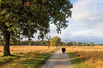 Wild highlander cow in National Park Deelerwoud in the East of the Netherlands