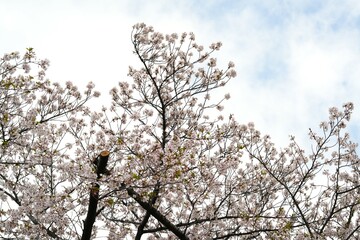 Close-up of cherry blossom branches in full bloom against a clean white background. The soft pink petals and delicate branches represent the beauty of spring in Japan. Perfect for use in design.