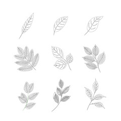 Botanical vector set of leaves and twigs on white background