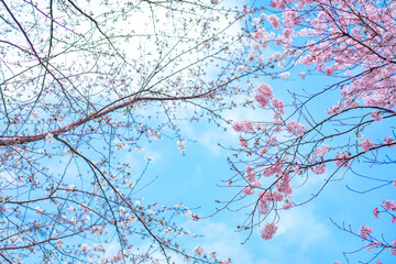 桜と空