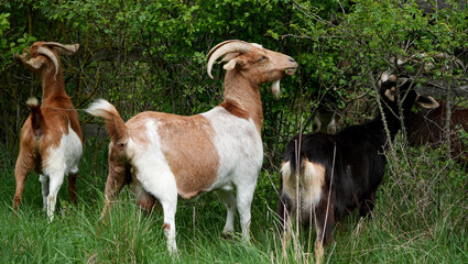 Three domestic goats, Capra aegagrus hircus, peacefully grazing in a field
