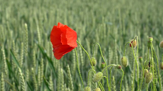 red poppy in the wind
