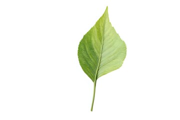 Obraz premium Green leaf isolated on white