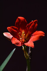 Amaryllis in the Spotlight