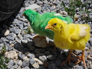 yellow chicken on a green background