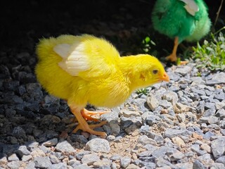 yellow chicken on a black background