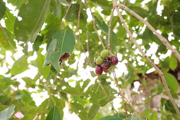 Jamun fruit, also known as Java Plum or Indian Blackberry It's a small, dark purple or black fruit with a sweet taste, ramanathapuram, rameshwaram, madurai,tamilnadu, India, asia 
