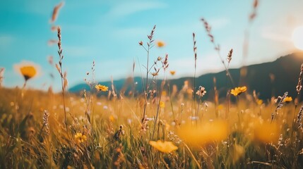 Vibrant wildflower meadow under a blue sky in a serene mountainous landscape during late spring