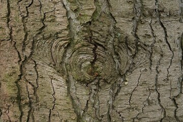 Detail of coniferous tree trunk in Pinetum in Lunteren in the Netherlands