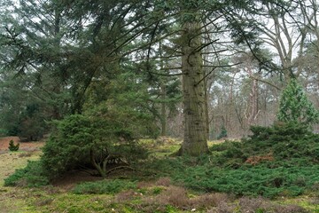 Conifers and other coniferous trees in the arboretum Pinetum in Lunteren on the Veluwe in the Netherlands