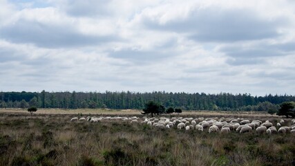 Herd of sheep at the heather fields around the town of Ede on the Veluwe in the Netherlands on the Edese Heide and Ginkelse Heide