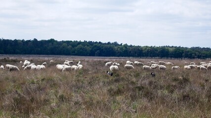 Herd of sheep at the heather fields around the town of Ede on the Veluwe in the Netherlands on the Edese Heide and Ginkelse Heide