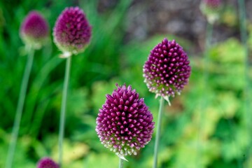 Close up of Allium sphaerocephalon a plant species in the Amaryllis family also known as drumstick allium