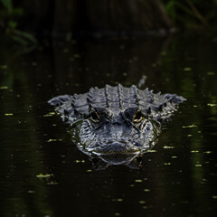 Naklejka premium American Alligator in Dark Swamp Water