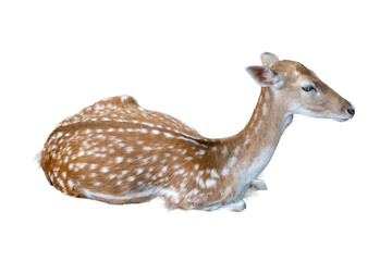 Young brown wild deer mammal with antlers, fawn spots, and big ears, isolated on white